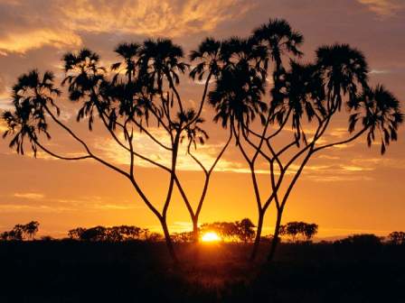 Sunset behind Tree Free Wallpaper