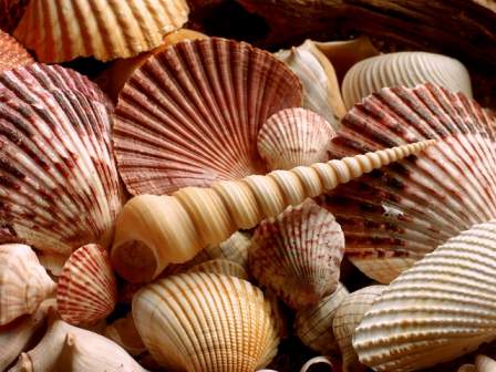 Seashell Free Beautiful Wallpaper for Vista Starter